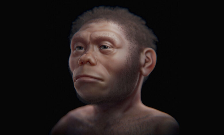 Human Evolution