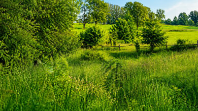 Nature