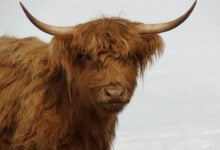 Ox