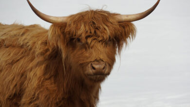 Ox