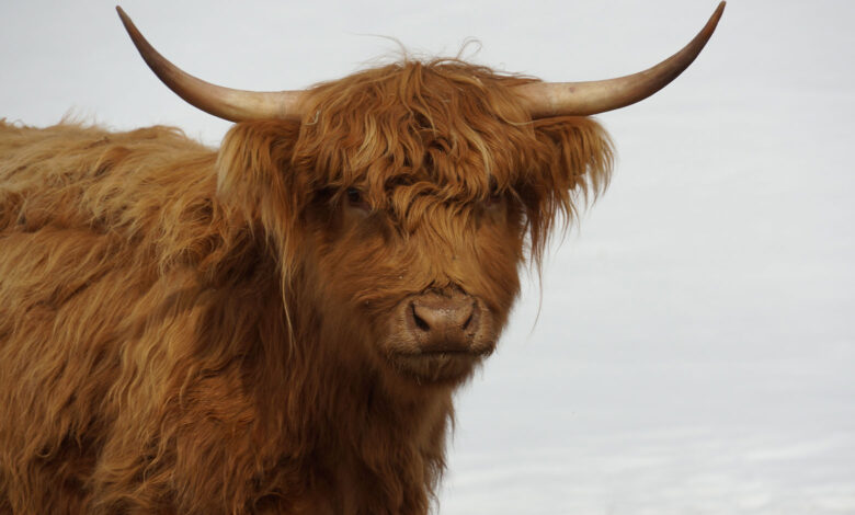 Ox