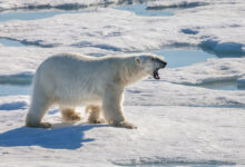 Polar Bear