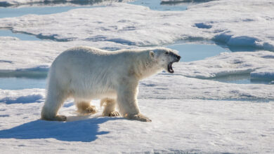 Polar Bear