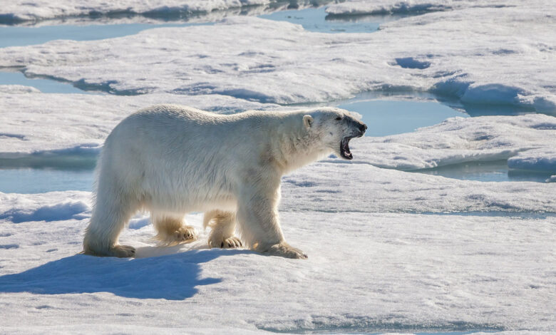 Polar Bear
