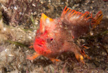 Red Handfish