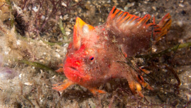 Red Handfish