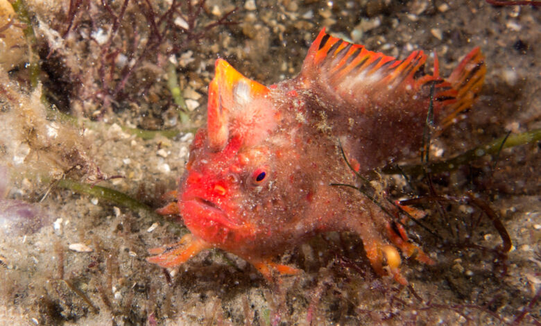 Red Handfish