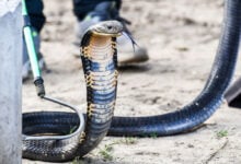 Snake
