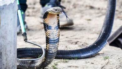 Snake