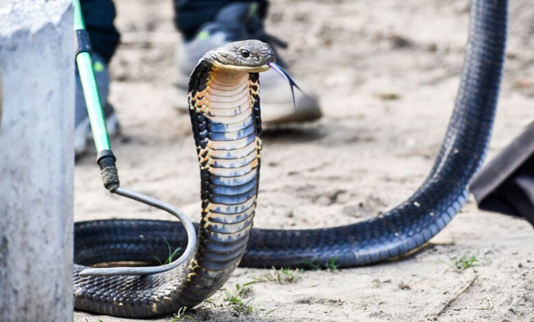 Snake