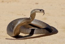 Snake
