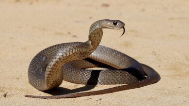 Snake