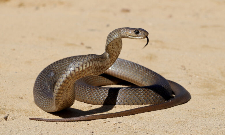 Snake