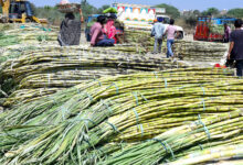 Sugarcane