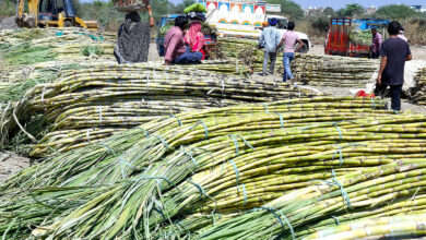 Sugarcane