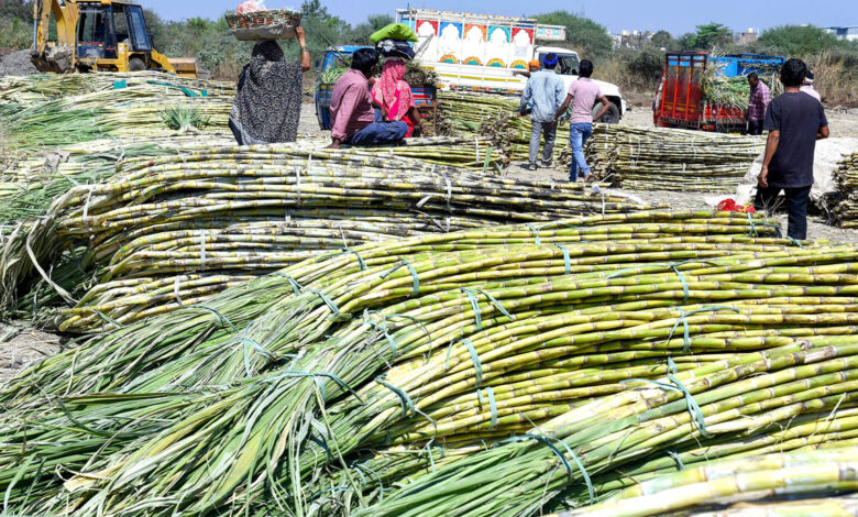 Sugarcane