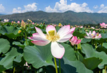 Wular Lake