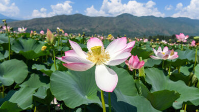 Wular Lake