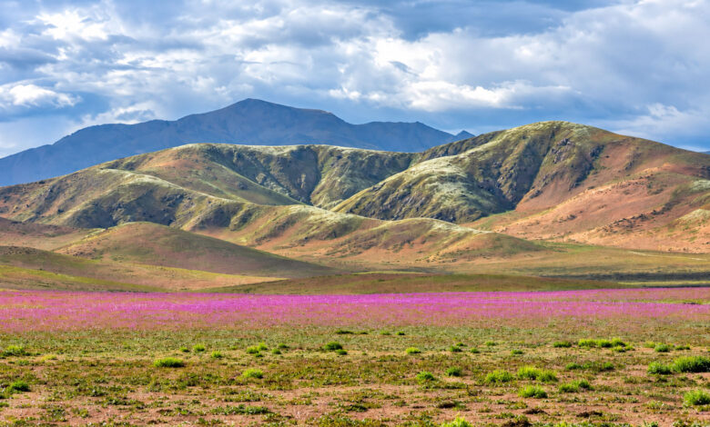 Atacama Desert