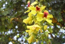 Brazilwood