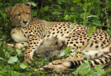 Cheetah