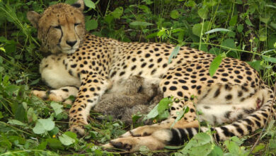 Cheetah