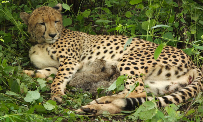 Cheetah