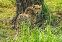 Cheetah