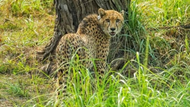 Cheetah