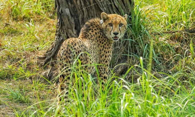 Cheetah