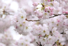 Cherry Blossom