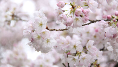 Cherry Blossom