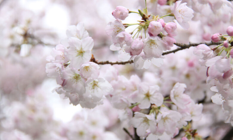 Cherry Blossom