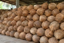 Coconut