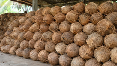 Coconut
