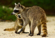 Cozumel raccoon