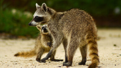 Cozumel raccoon