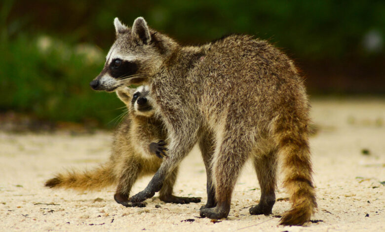 Cozumel raccoon