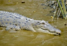 Crocodile