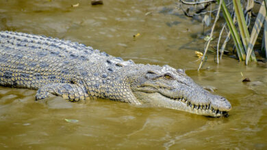 Crocodile