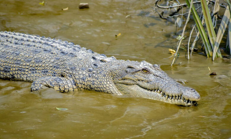 Crocodile