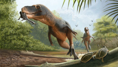 Dinosaur