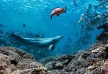 Dolphin