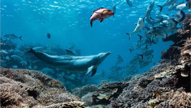 Dolphin