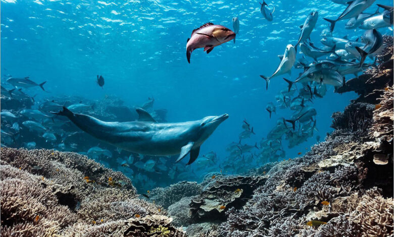 Dolphin