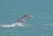Dolphin