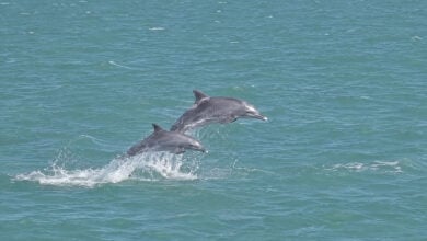 Dolphin