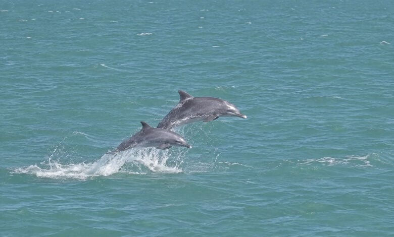 Dolphin