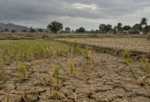 Drought