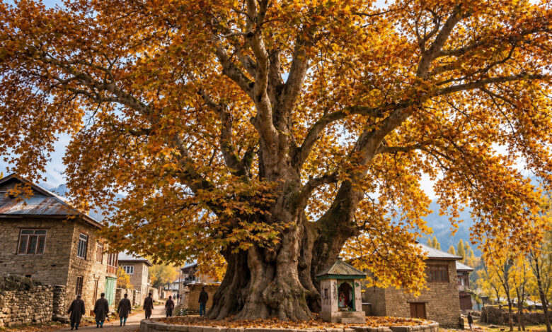 Jammu and Kashmir